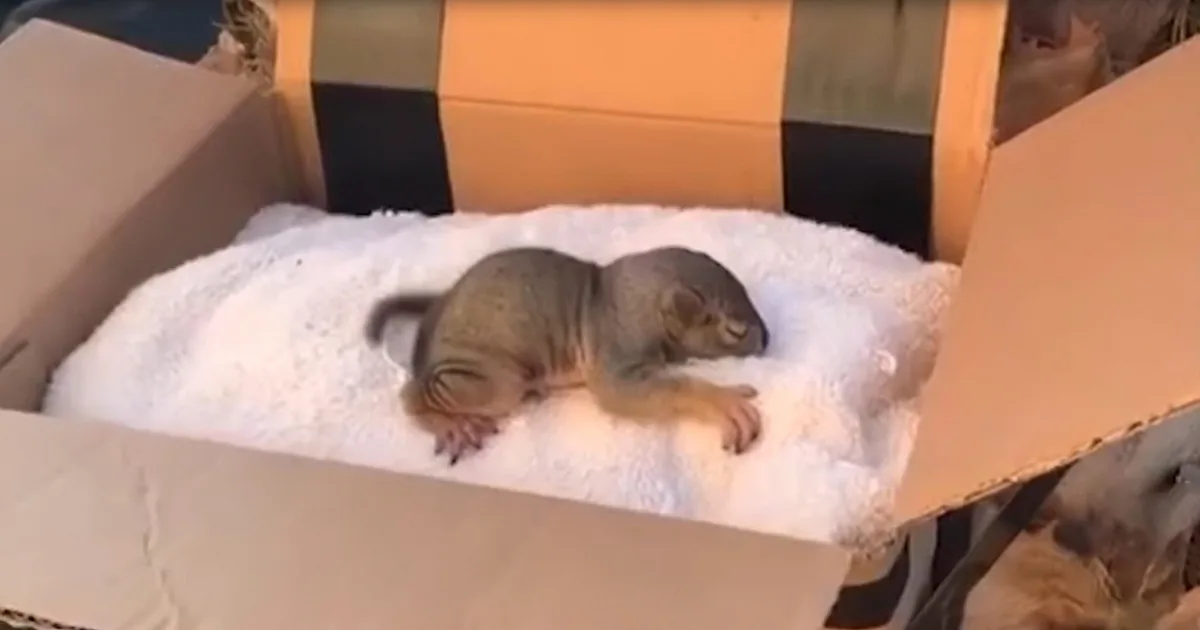 Man & Pug Find Baby Squirrel and Go on Heartwarming Mission to Find Mom