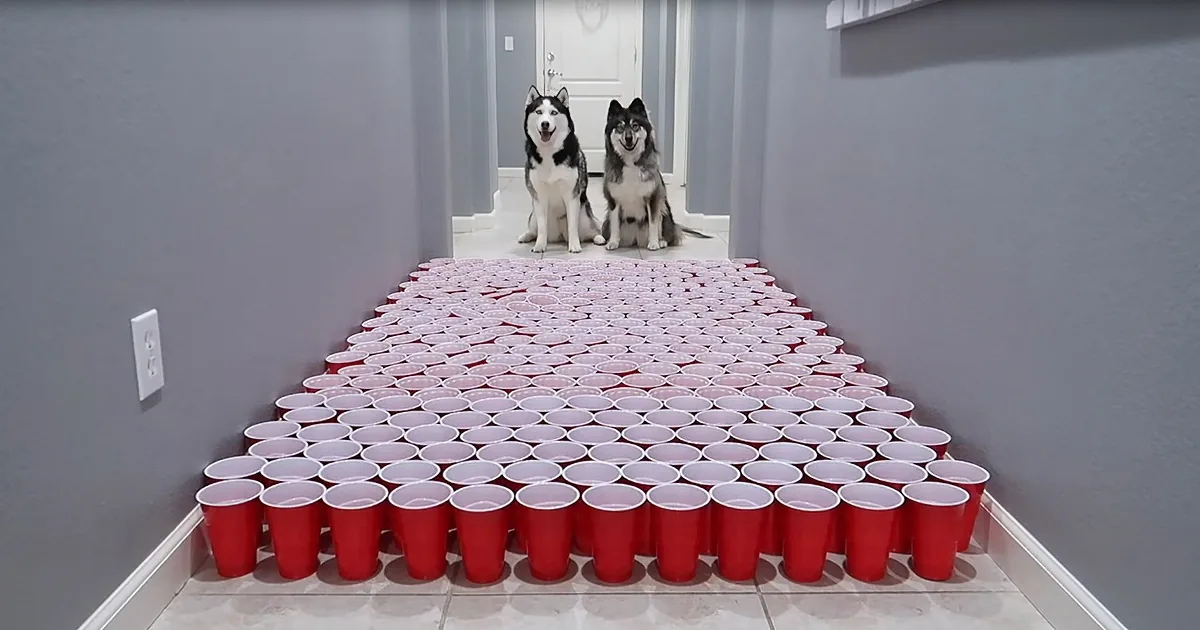 Two Huskies, Countless Cups, Many Strategies - Who Will Win?