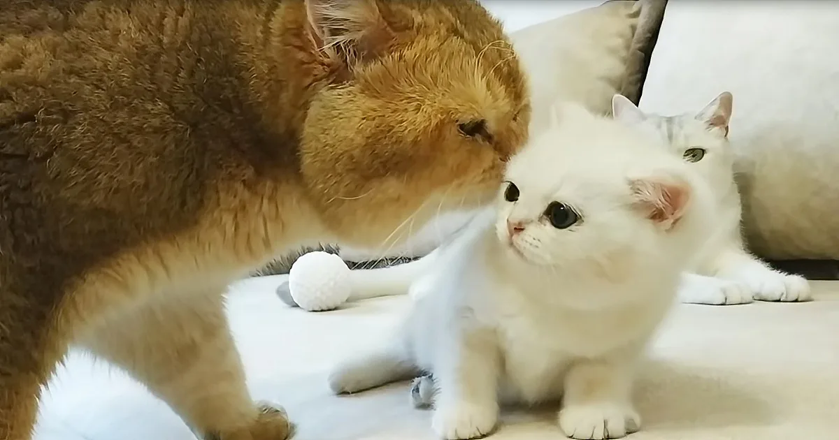 Kitten Meets Dad and Her Reaction Is Not What You'd Expect