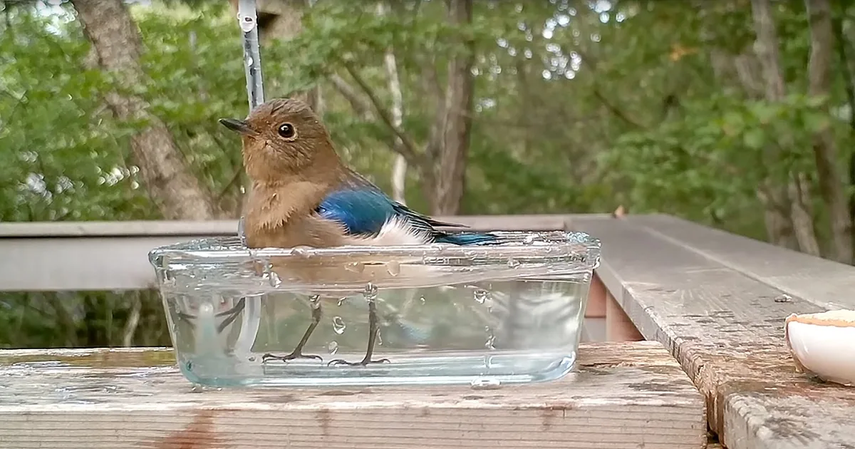 Gorgeous Flycatcher Enjoys Dip in Japanese Birdbath