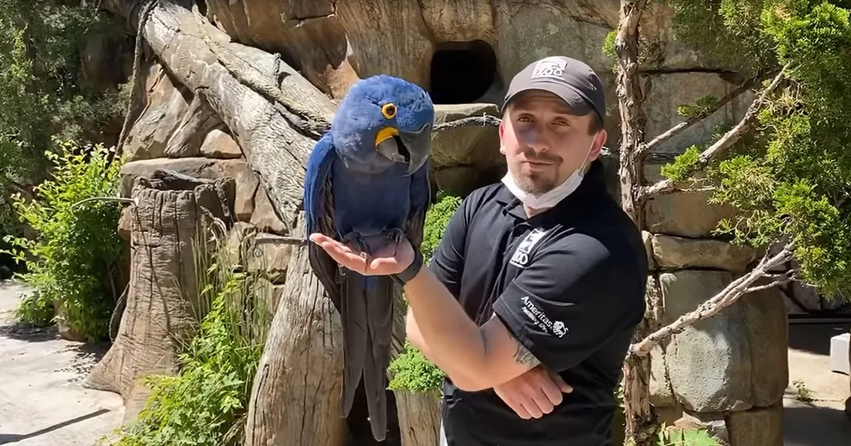 Gorgeous Blue Hyacinth MacAw Calls Cincinnati Zoo Home