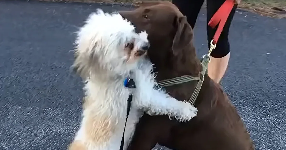 Precious Canine Companions Give Each Other Hugs