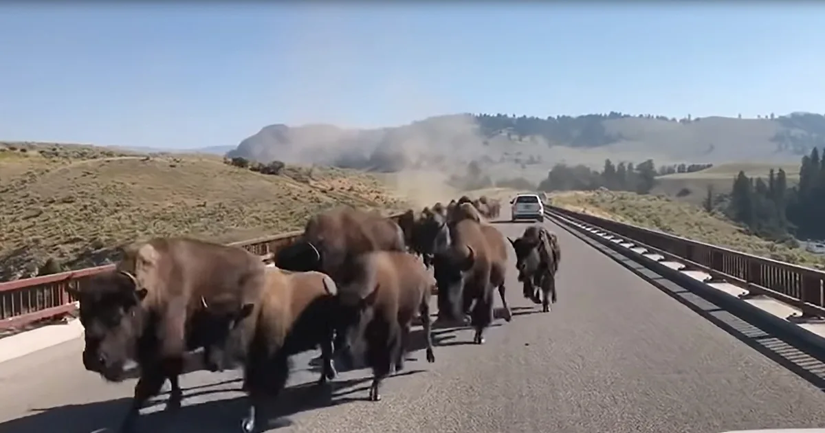 Spectacular Video Showcases Driving Travelers Being Caught in Bison Stampede
