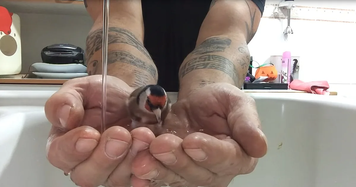 Precious Bird Takes Energizing Bath in Man's Hands