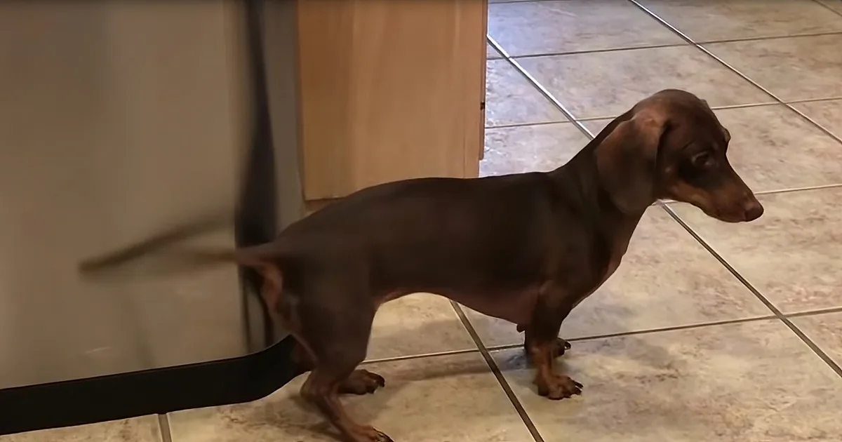 Adorable Dachshund Puppy Uses Her Tail to Play Drums on Trash Cans