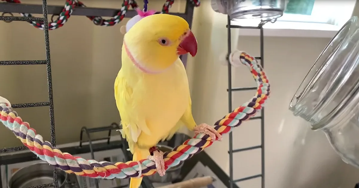 Bowie the Ringneck Plays a Jar, It's Impossible to Stop Yourself From Smiling