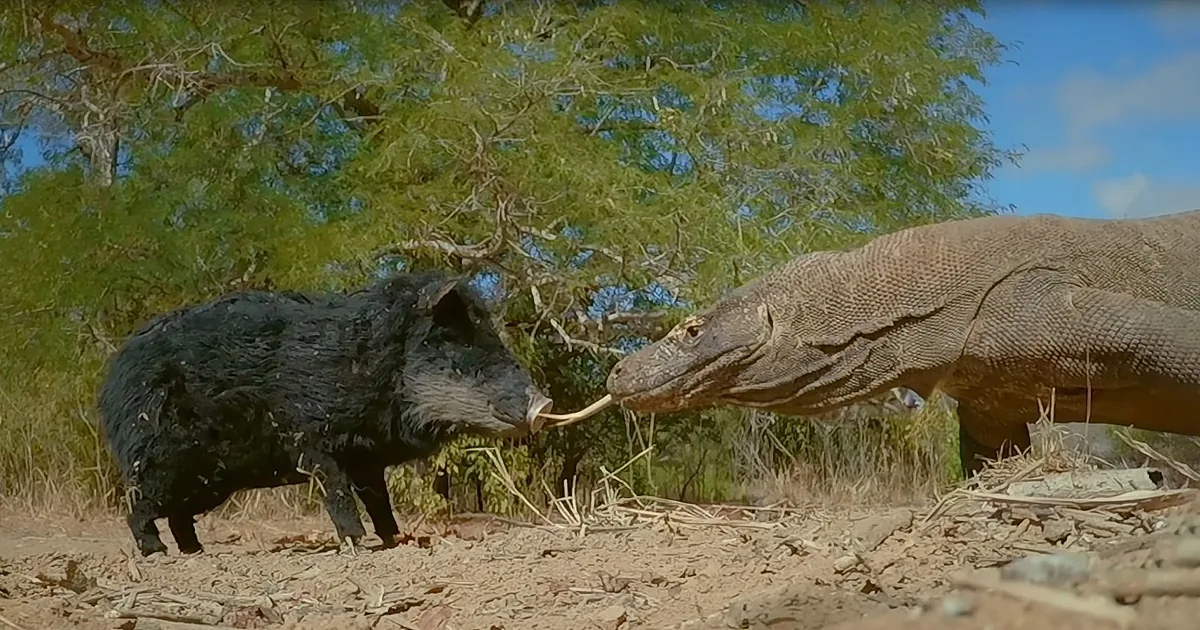 A Komodo dragon and a black pig face each other in a natural setting with trees and dry ground.