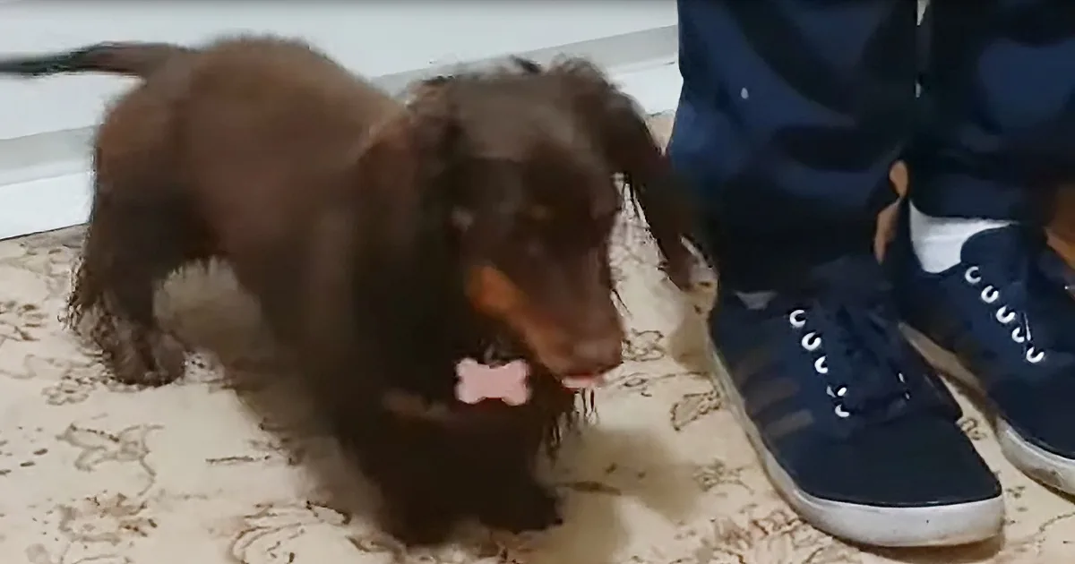 Well-Mannered Dachshund Wipes Her Wet Feet Before Coming Inside