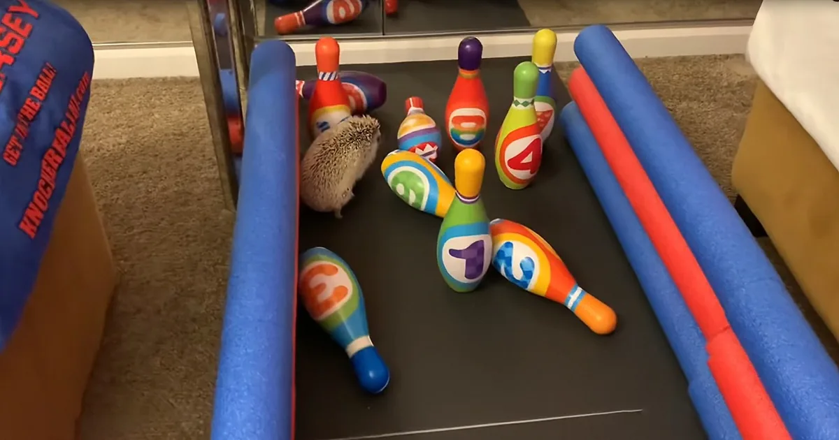 2 Hedgehogs Have Adorable Bowling Tournament