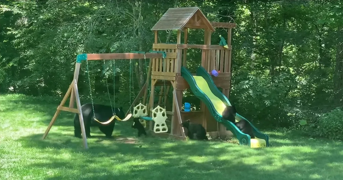 Family of Bears Gleefully Enjoy Themselves Children's Playground