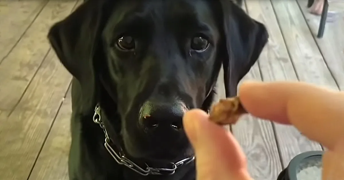 A black dog with a chain collar looks expectantly at a hand holding a treat.