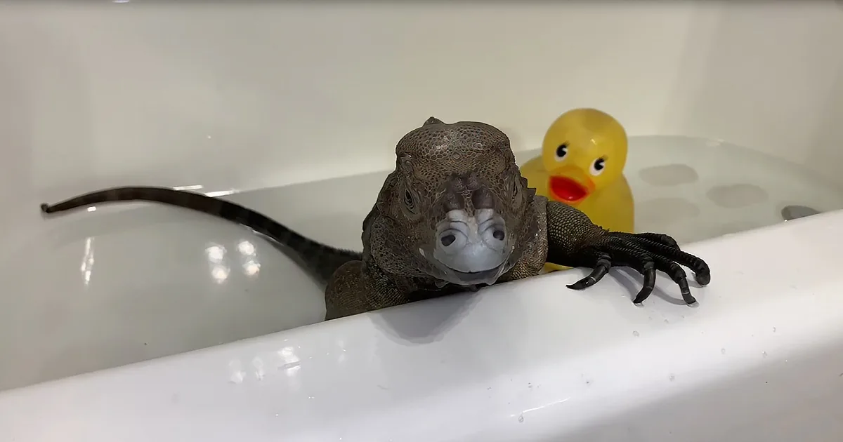 Luna, the Giant Lizard, Loves Bath Time, Just Wait Until Those Eyes Close