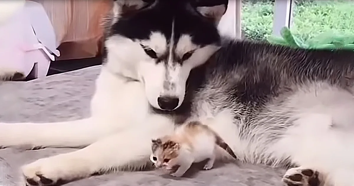 A husky dog is lying down with a small kitten, both appearing relaxed and comfortable together.
