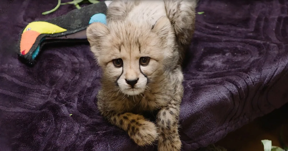Daddy Lion Delivers Stern Parenting to Cute but Annoying Cub