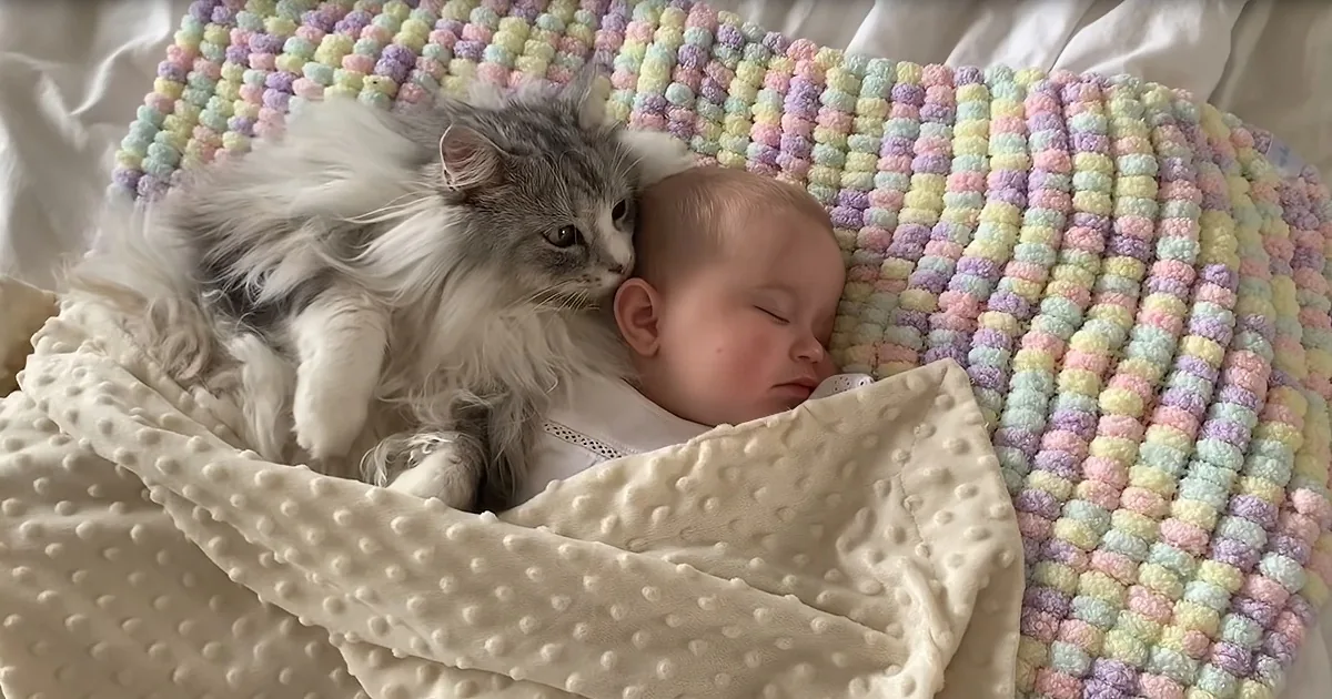 Massive Maine Coon Sleeps Everywhere Baby Does in Heartwarming Clip