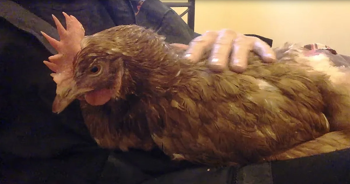 Warm Kitty, Soft Kitty, Little Ball of Fur? Wait, That's a Purring Hen