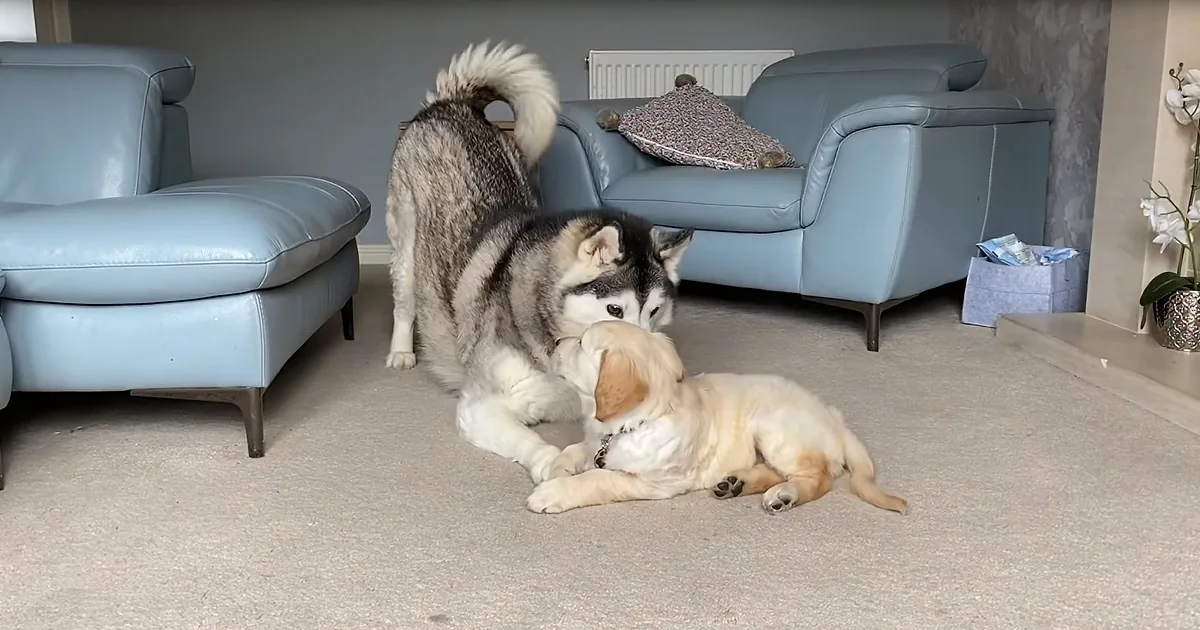 Socializing for Dogs Doesn't Go Better Than This Adorable Meeting