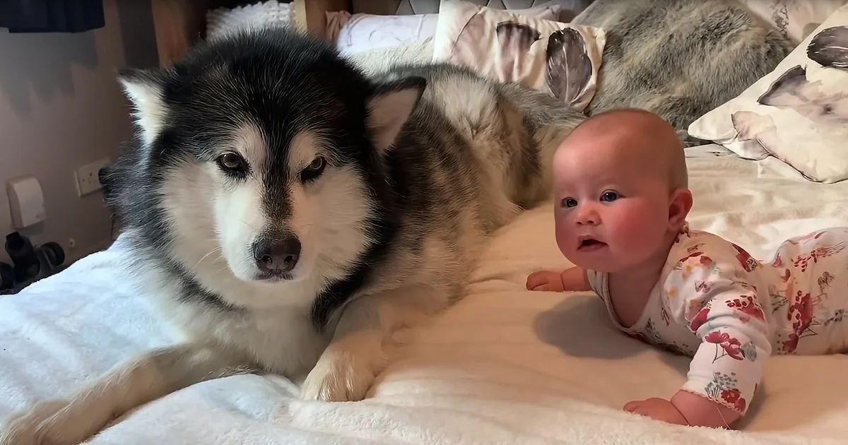 Baby Crawl? Let Niko the Big Strong Husky Show You How