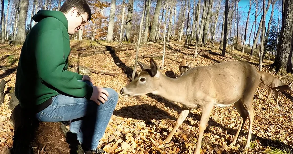 With Nothing to Fear, the Deer Come in for Food & Love