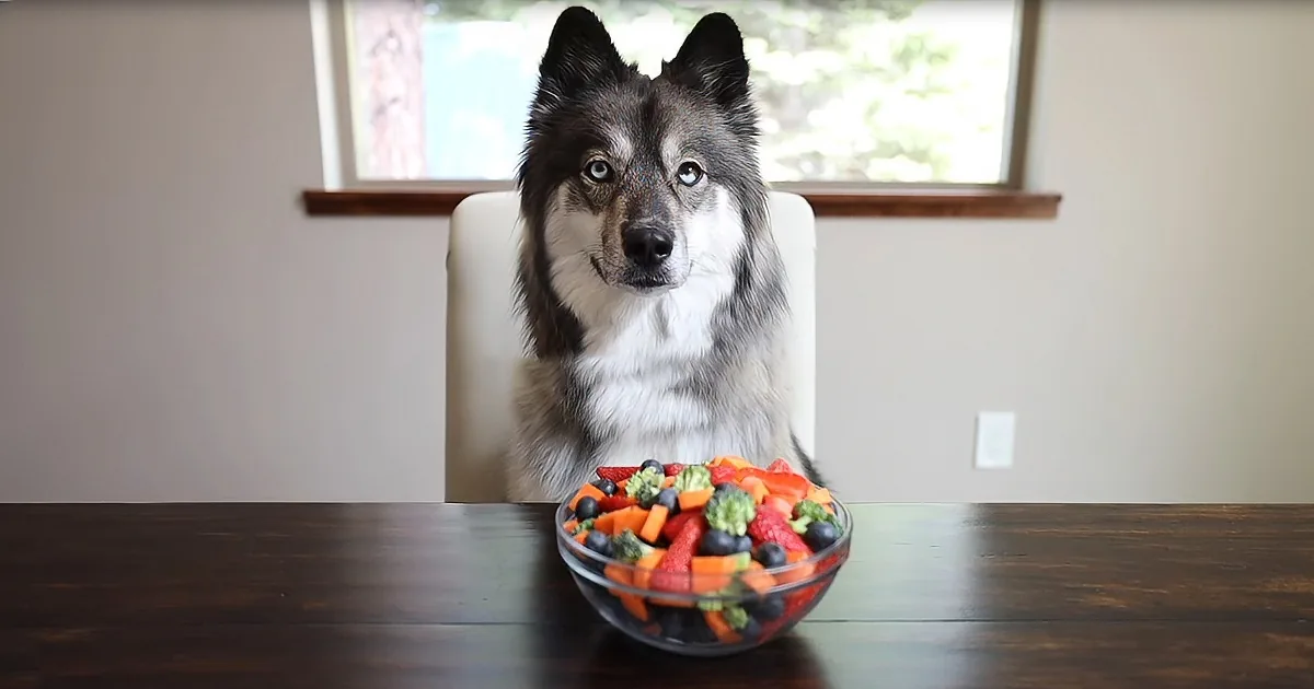 4 Dogs Left Alone With a Snack Platter in the Room. Can They Resist?
