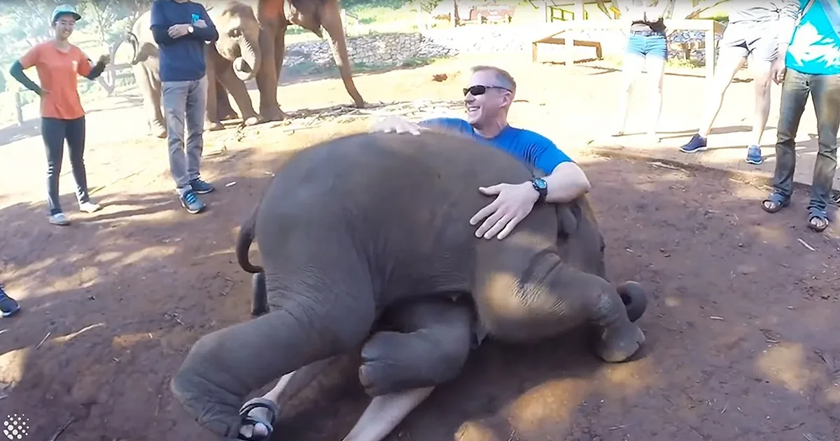 Hugs From a Baby Elephant? Yes, Please!