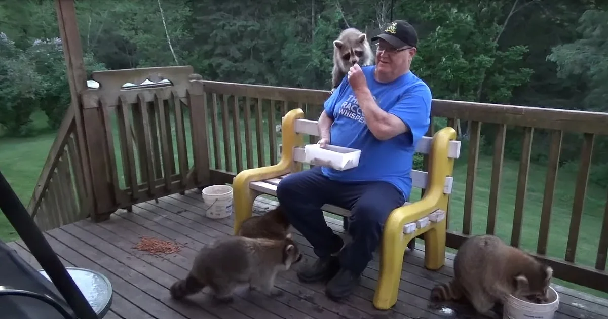 60-Year-Old Man Befriends Plethora of Wild Racoons