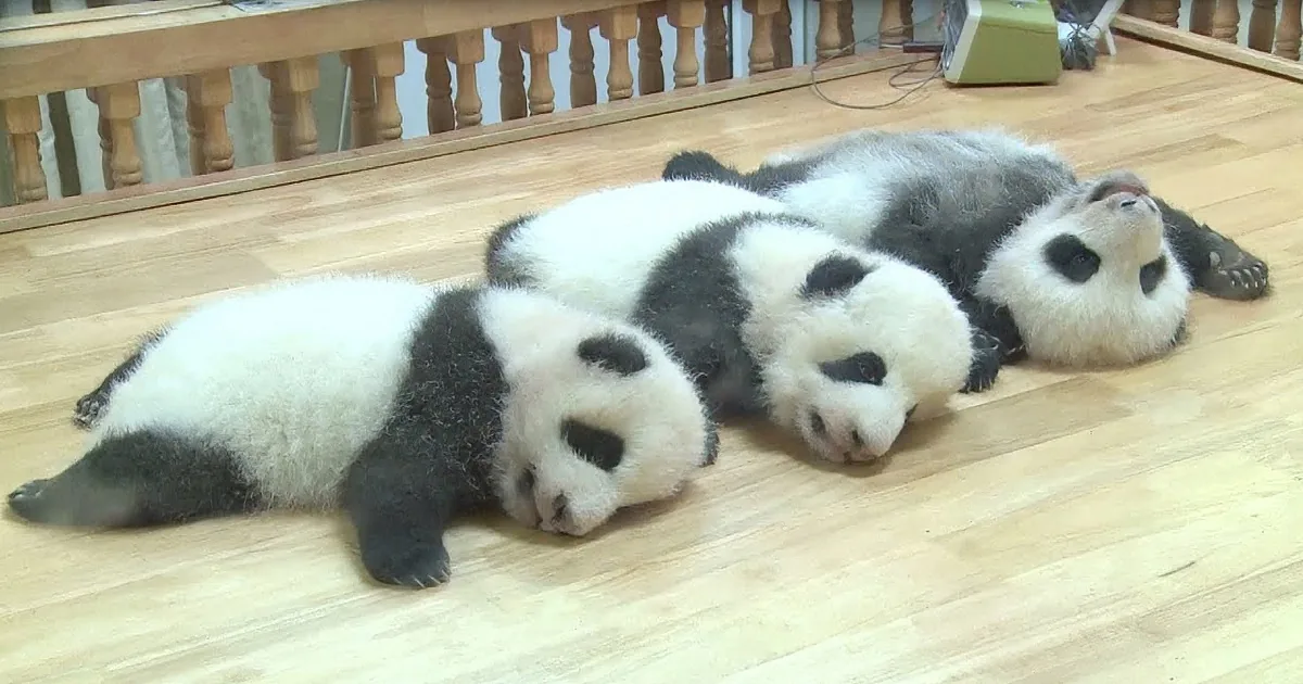 Three Lazy Baby Giant Pandas Hanging Around Will Chill You Out