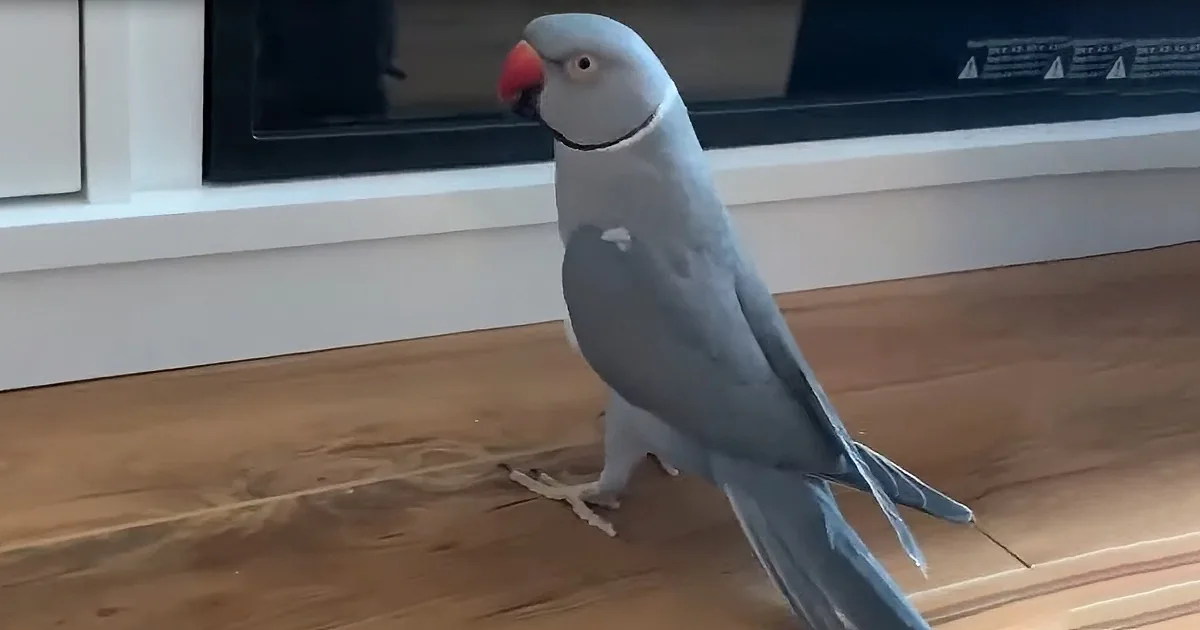 Milo, the Indian Ringneck Will, Do Absolutely Anything for Attention