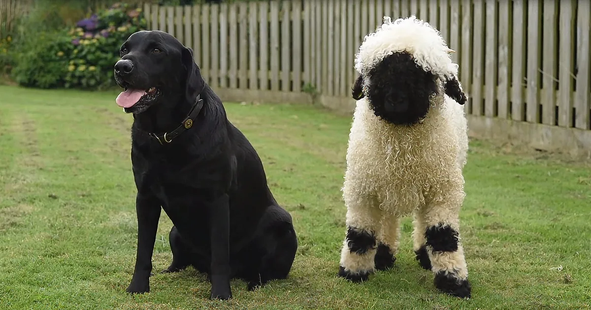 Liberty's Massive Valais Blacknose Sheep May Confuse You, That's No Dog