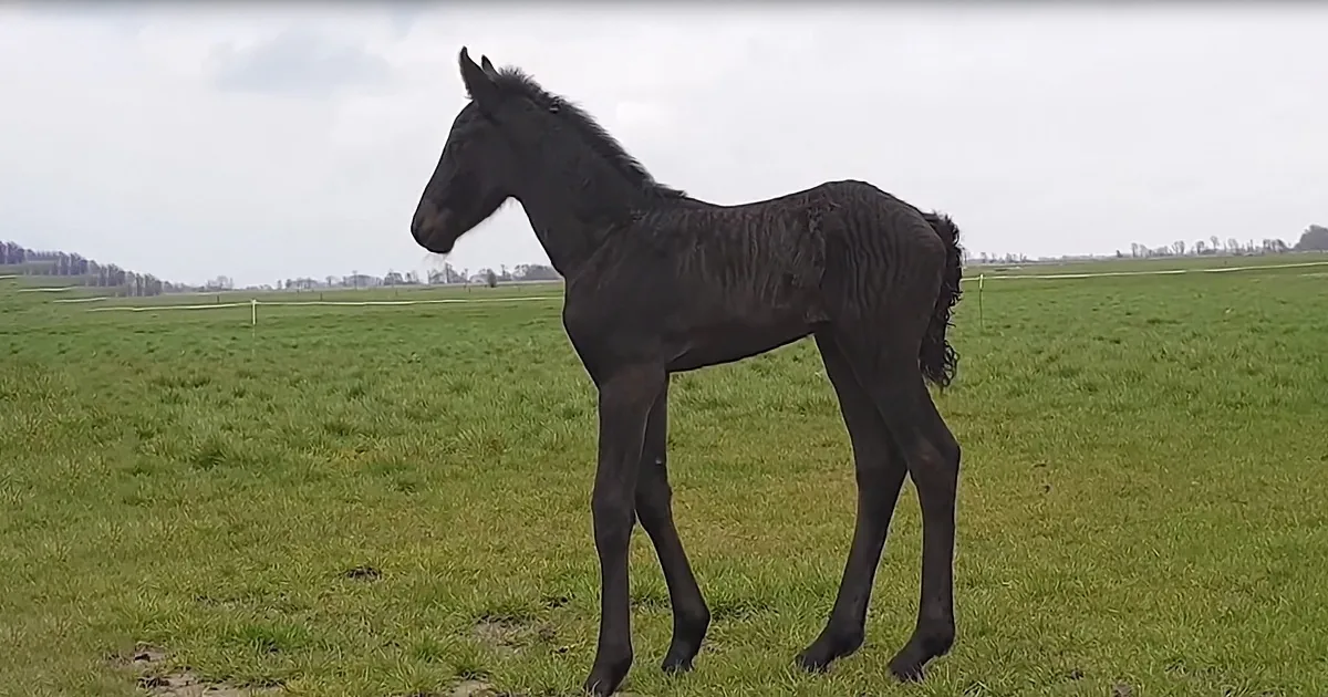 Adorable Friesian Filly Feels Earth & Grass for the First Time