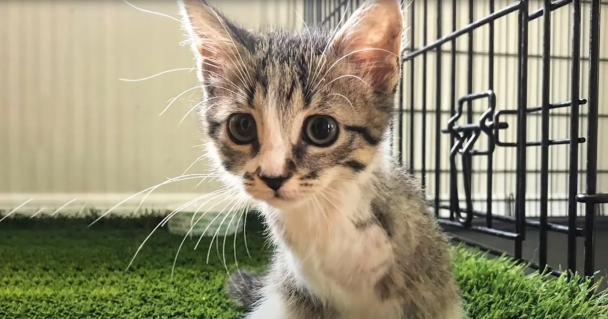 A curious tabby kitten with large eyes sits on green artificial turf near a black cage.