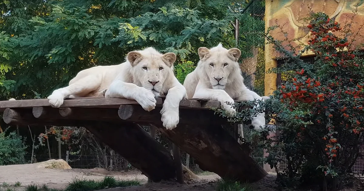 This Father Lion Isn't in the Mood for Games, It's Time for a Lesson