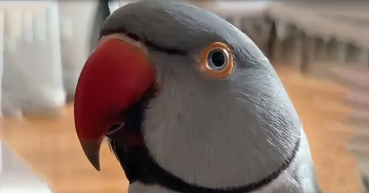 A close-up of a parrot with a red beak, gray head, and black and white markings.
