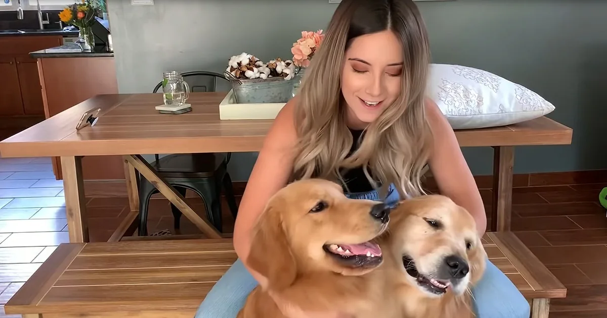 Two Golden Retrievers Compete for Affection, Who Will Win? Both!