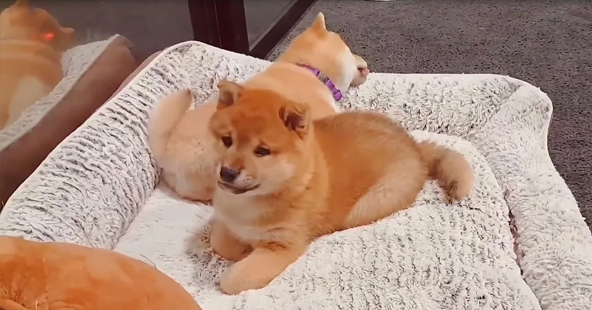 Furry Ball of Fun Fights His Bed and Couldn't Be Cuter
