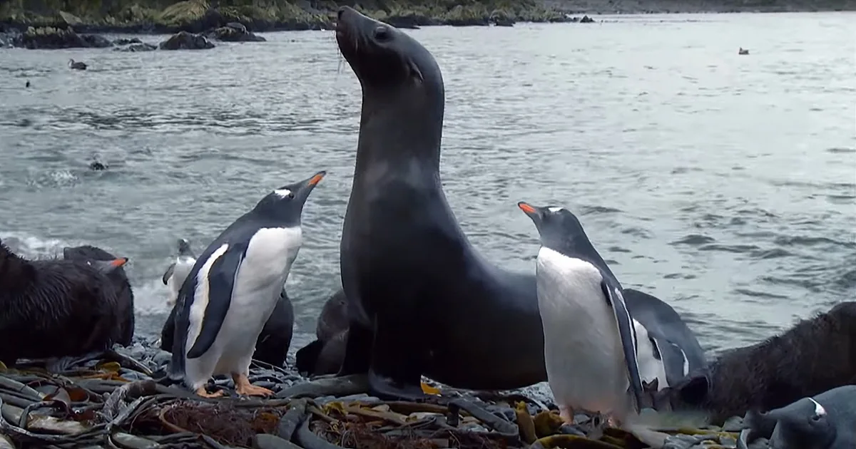 A seal stands on rocks near two penguins, with water and more seals in the background.
