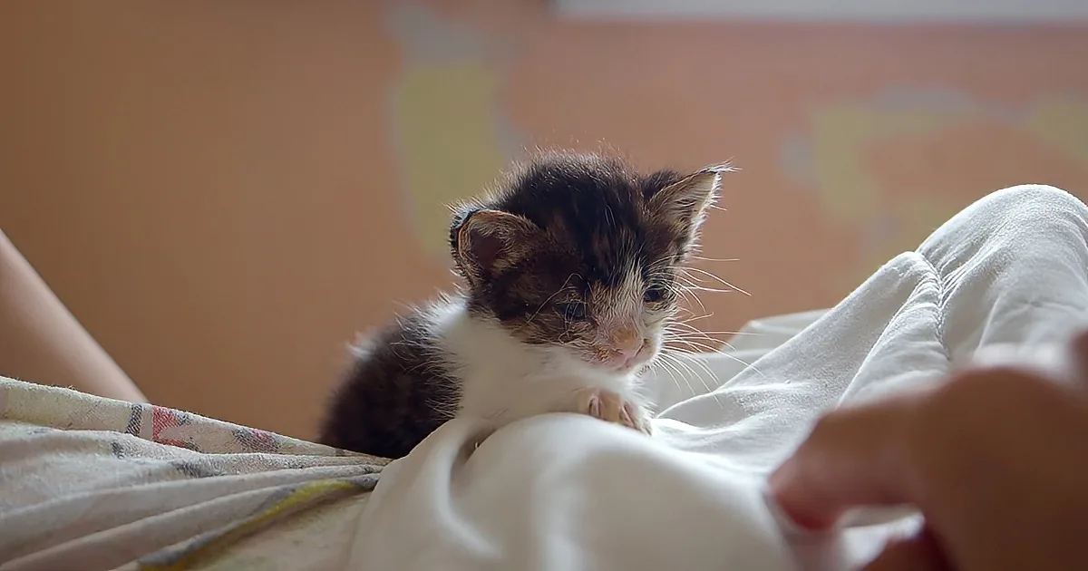 Blinded, Abandoned, Alone, This Tiny Kitten Finally Found Salvation