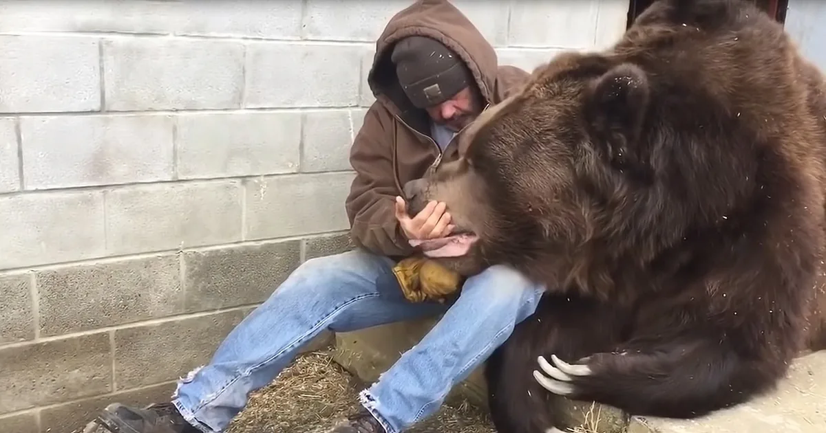 A man in a brown hoodie and jeans sits against a brick wall, petting a large brown bear.