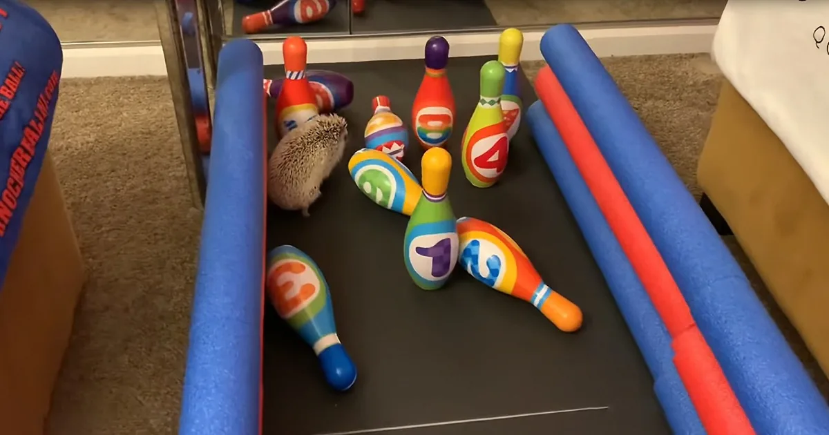 2 Adorable Hedgehogs Have Hilarious Time in Bowling Game
