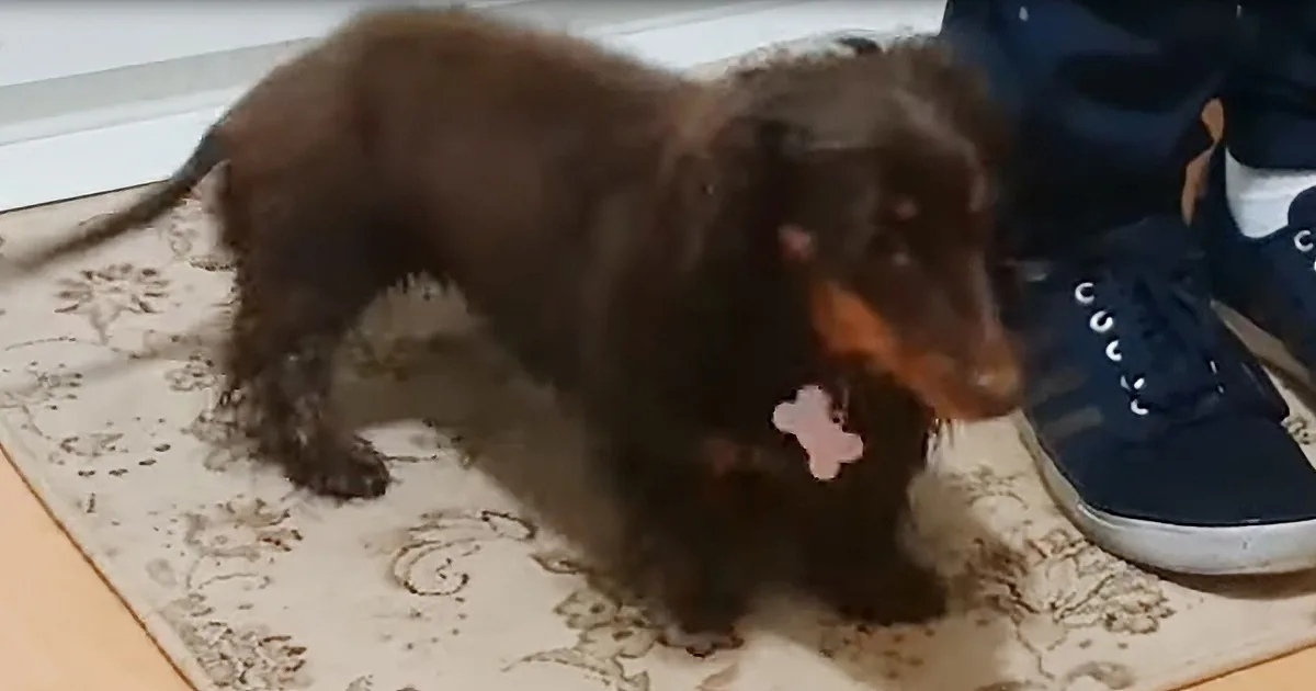 Polite Dachshund Wipes Her Wet Feet After Coming Inside