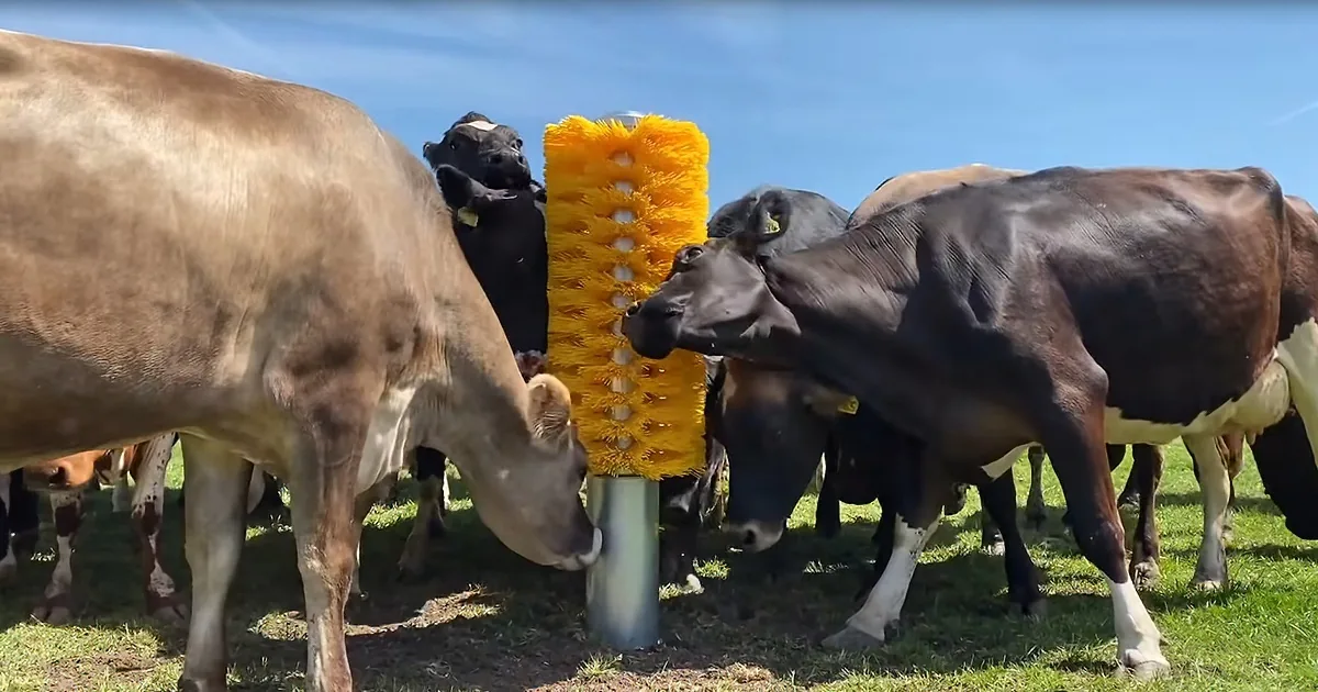 Herd of 100 Cattle Go Bananas After Farmers Install Giant Cow Brush