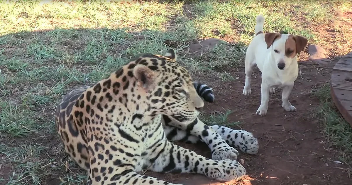 Jack Russell Has Unlikely Friendship With Jaguar