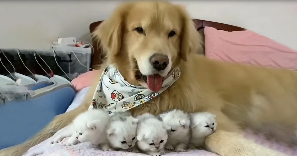 Friendly Golden Retriever Falls in Love With Litter of Five Newborn Kittens