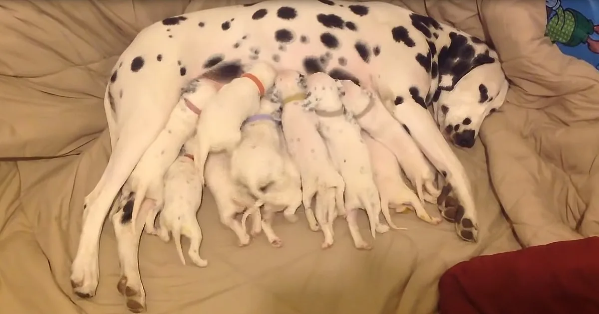 Patient Dalmatian Mom Nurses Giant Litter of Puppies