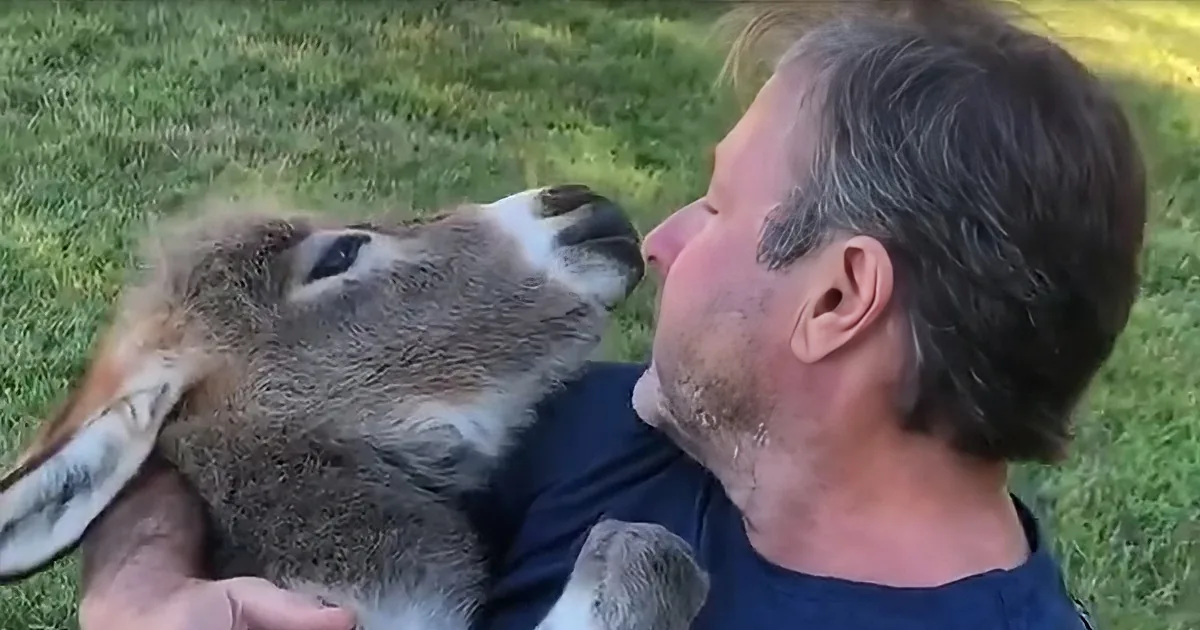 A man holds a baby deer close, both appearing calm and content in a grassy field.