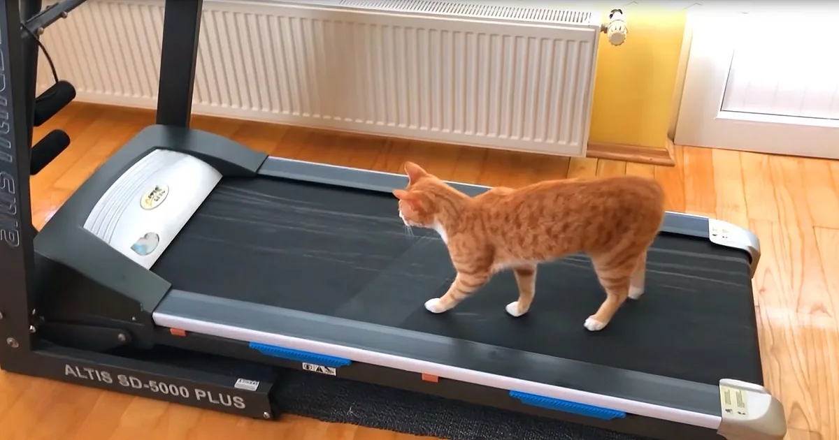 Curious Kitty Figures out a Treadmill, Turning Foe Into a Friend