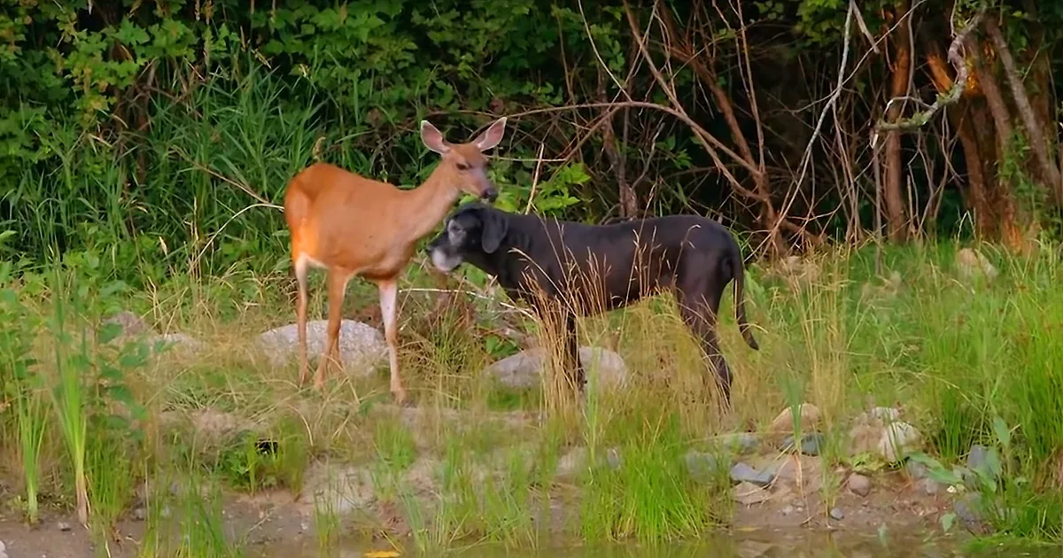 A deer and a black dog stand close, sniffing each other in a grassy, rocky area near trees.