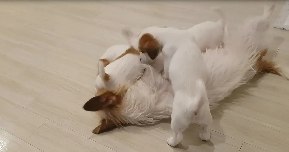 Jack Russell Dog Meets Adorable Litter of Puppies for the First Time
