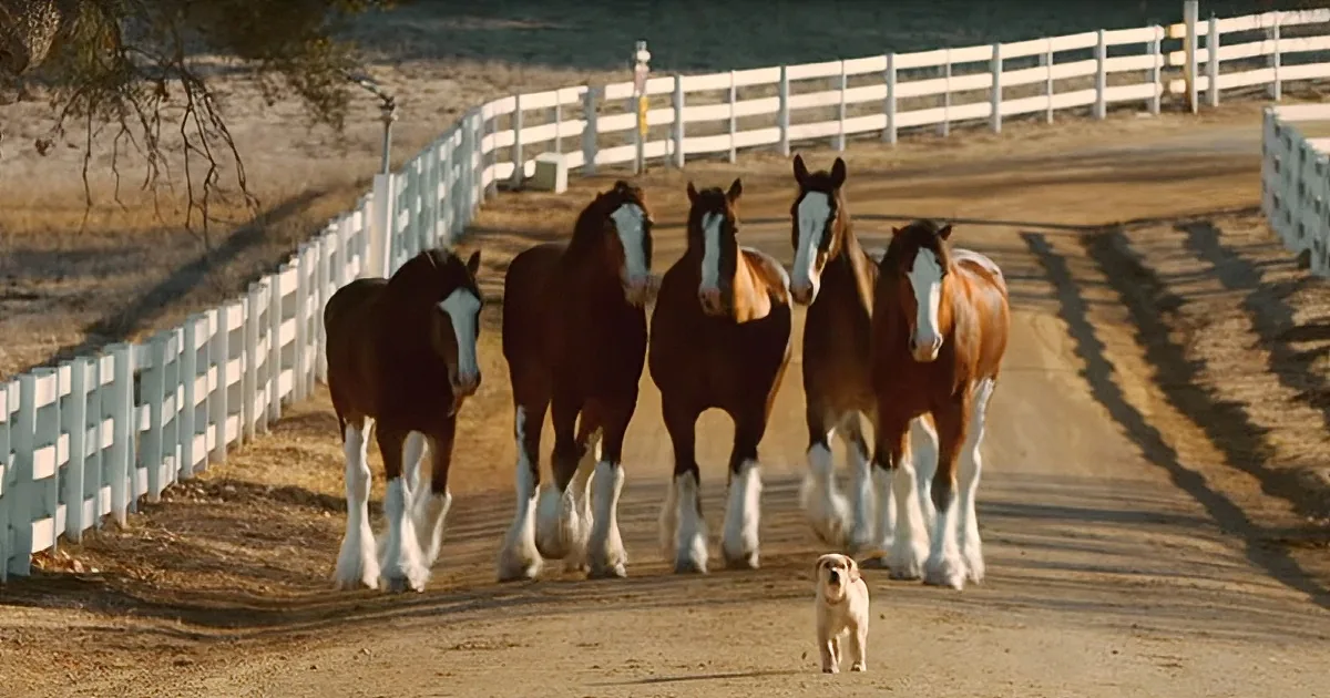 A dog stands in front of five large brown horses with white markings, all walking on a dirt path near a white fence.