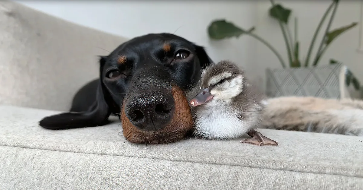 Friendly Dachshund Makes Friends With Adorable Duckling